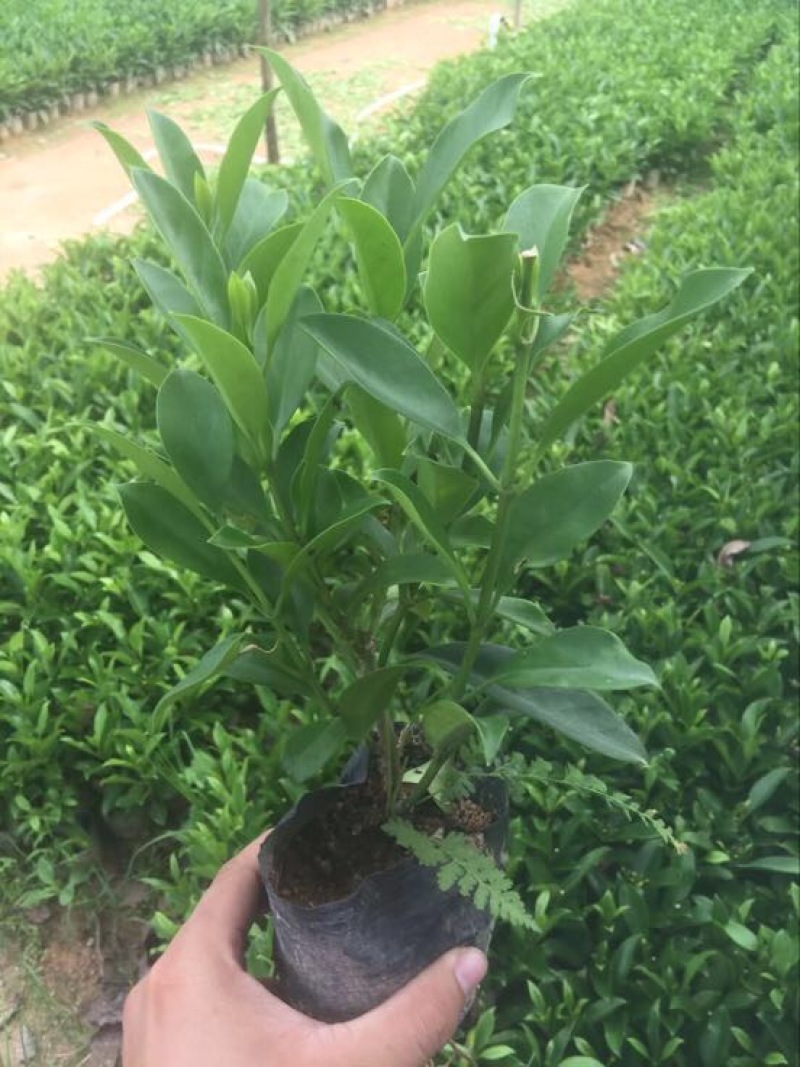 非洲茉莉袋苗30×30