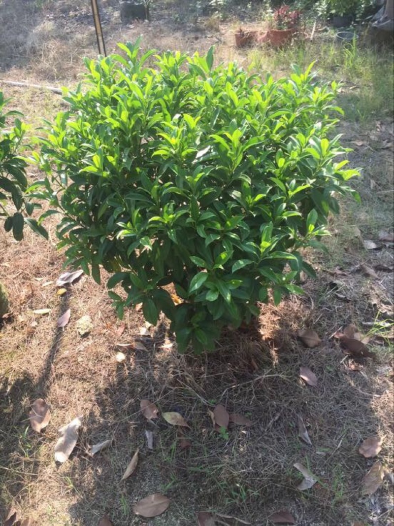 非洲茉莉袋苗30×30