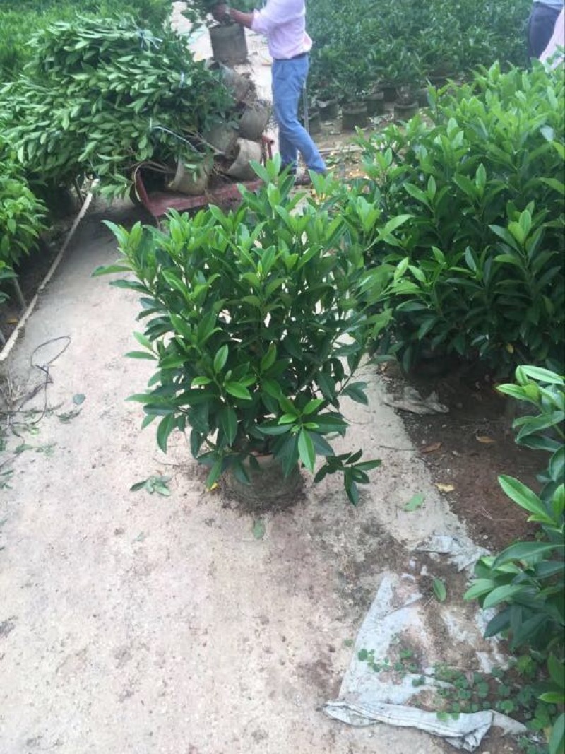 非洲茉莉袋苗30×30