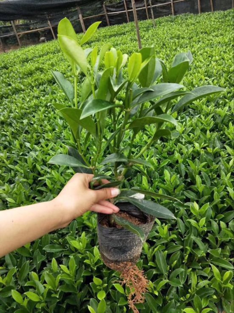 非洲茉莉袋苗30×30