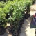 桂花苗80~120cm四级桂花杯苗