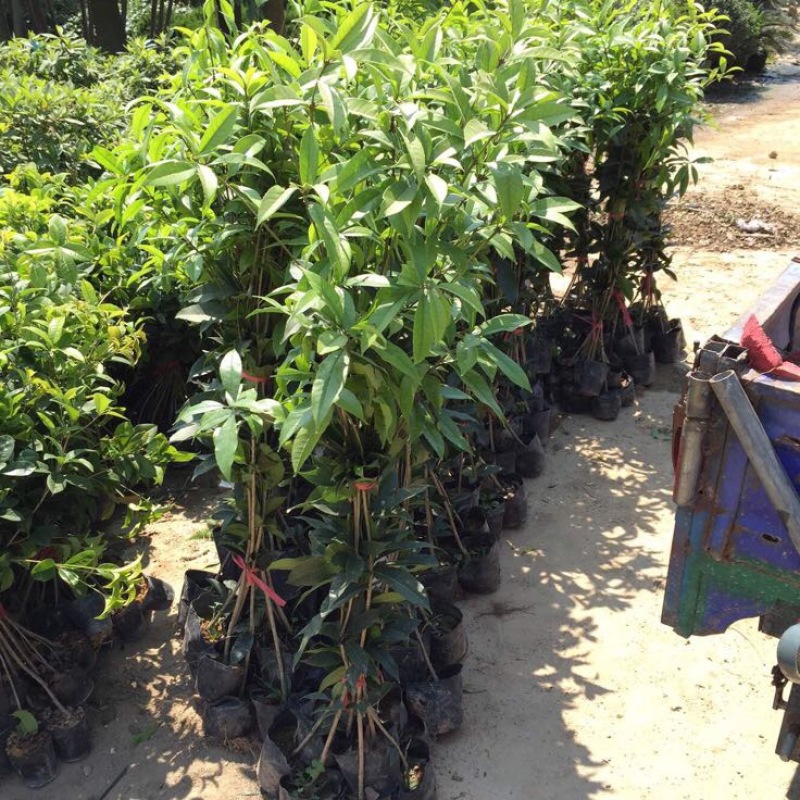 桂花苗80~120cm四级桂花杯苗