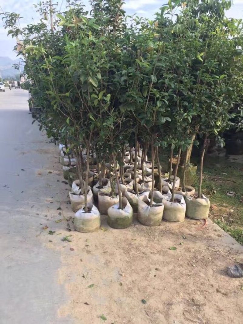 桂花苗80~120cm四级桂花杯苗