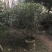 桂花苗80~120cm四级桂花杯苗