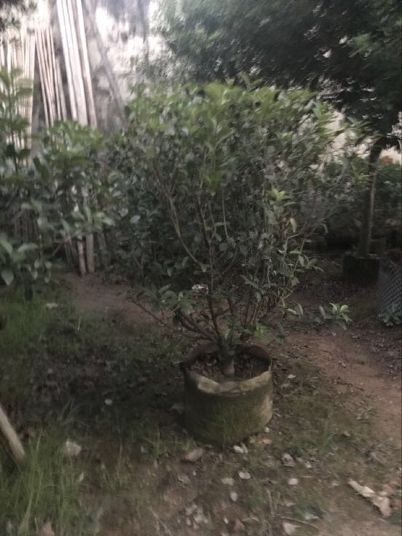 桂花苗80~120cm四级桂花杯苗