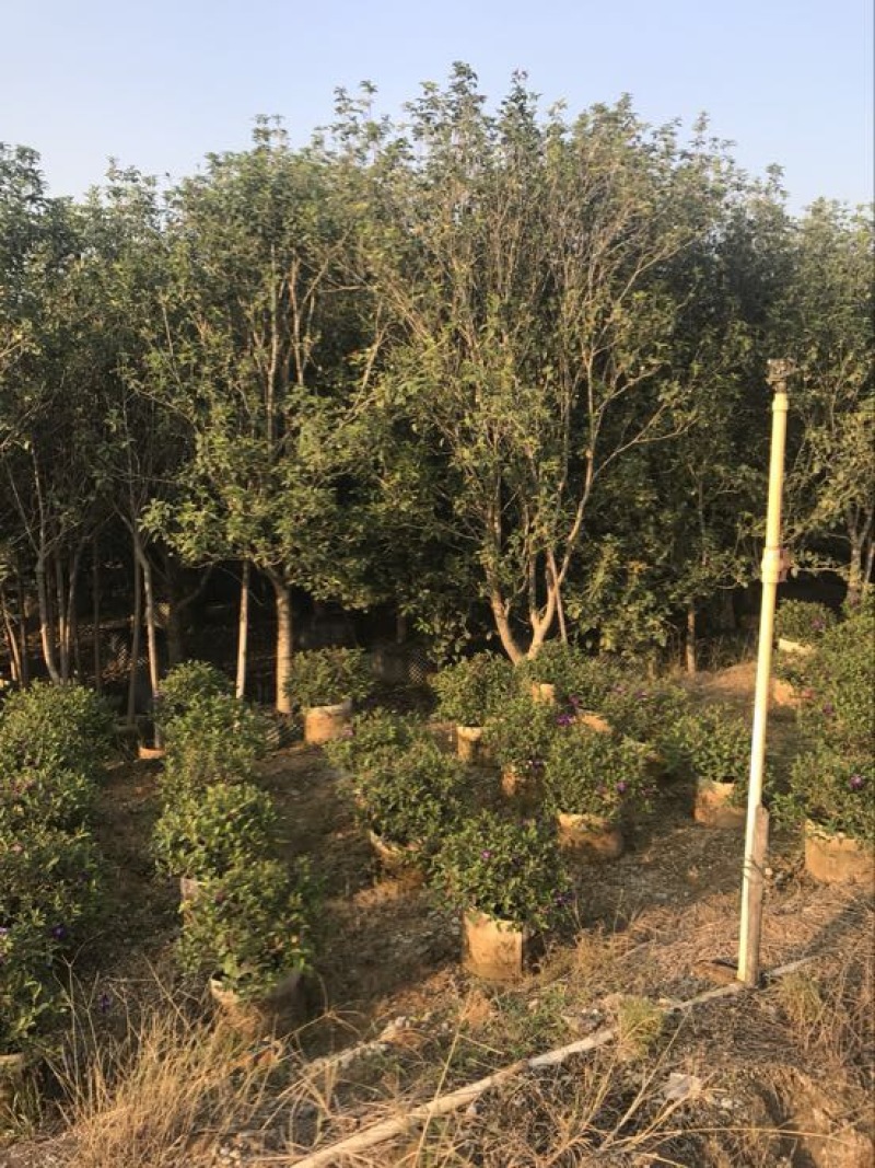 桂花苗80~120cm四级桂花杯苗