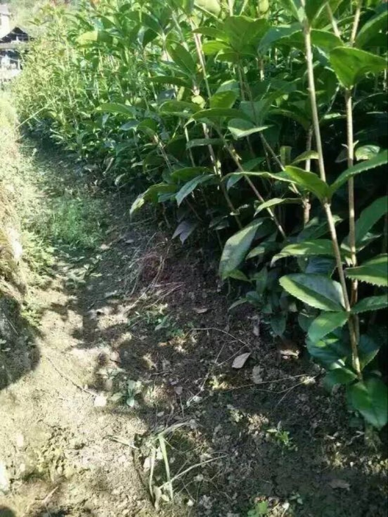 桂花苗80~120cm四级桂花杯苗