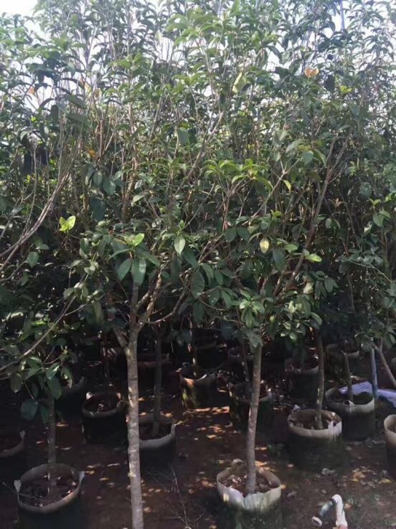 桂花苗80~120cm四级桂花杯苗