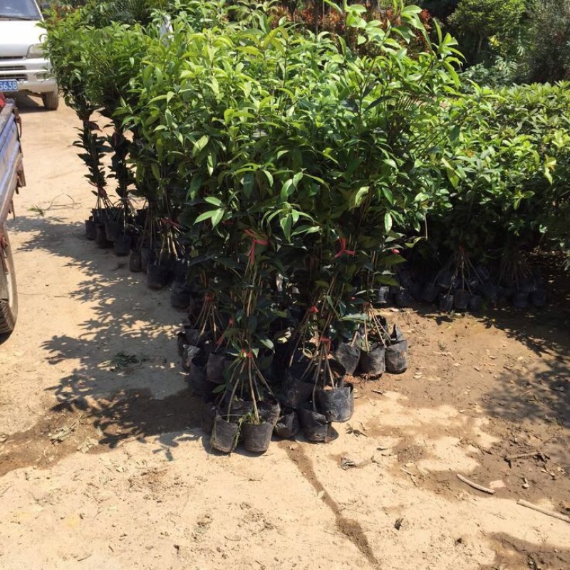 桂花苗80~120cm四级桂花杯苗