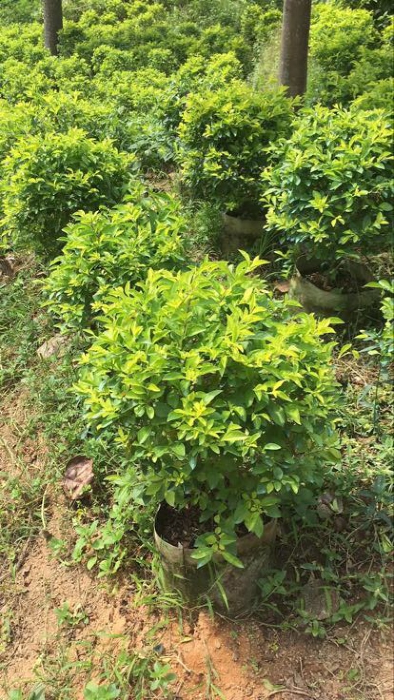 黄素梅10~20cm灌木袋面