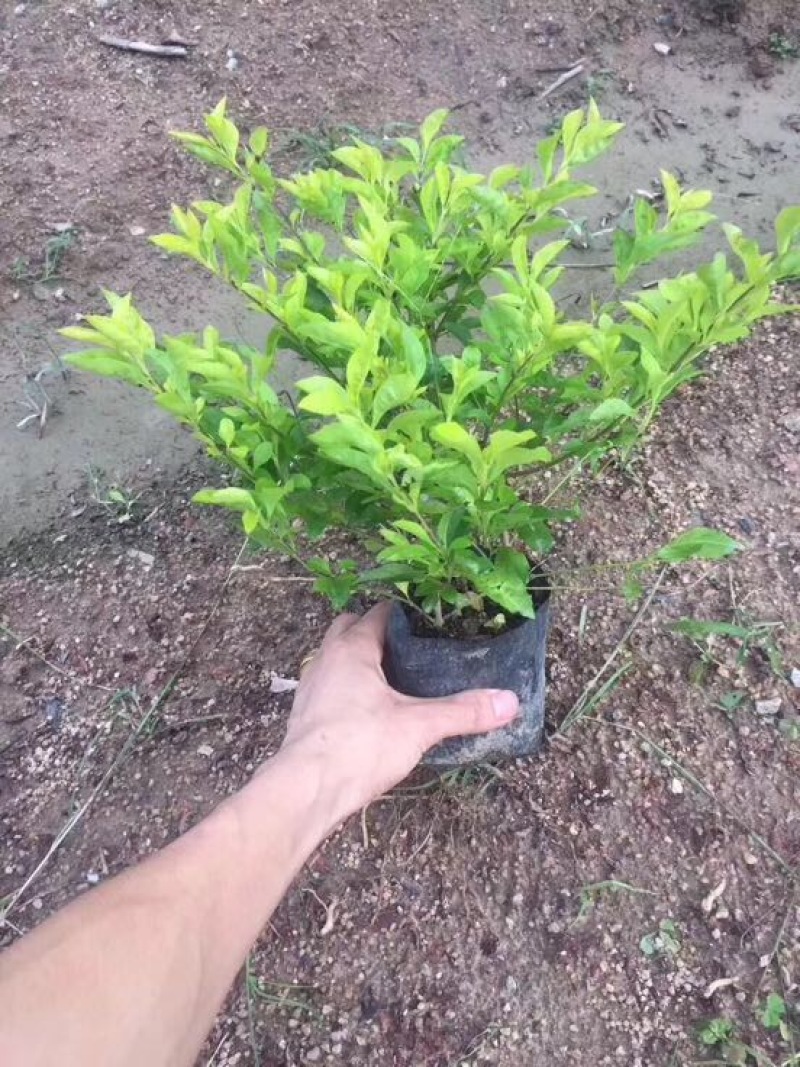 黄素梅10~20cm灌木袋面