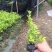 黄素梅10~20cm灌木袋面
