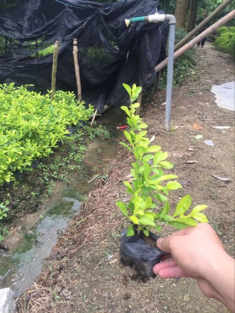 黄素梅10~20cm灌木袋面