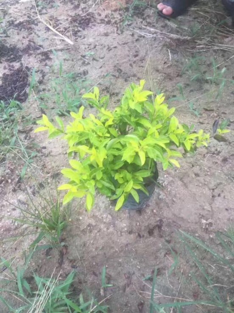 黄素梅10~20cm灌木袋面
