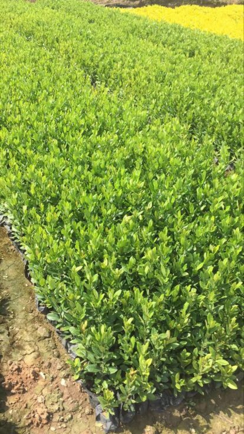 龙船花灌木袋苗15-30CM绿化带