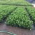 龙船花灌木袋苗15-30CM绿化带