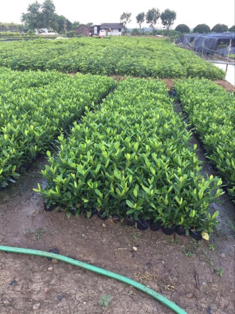 龙船花灌木袋苗15-30CM绿化带