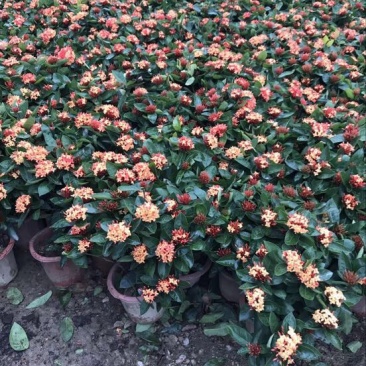 龙船花灌木袋苗15-30CM绿化带