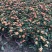 龙船花灌木袋苗15-30CM绿化带