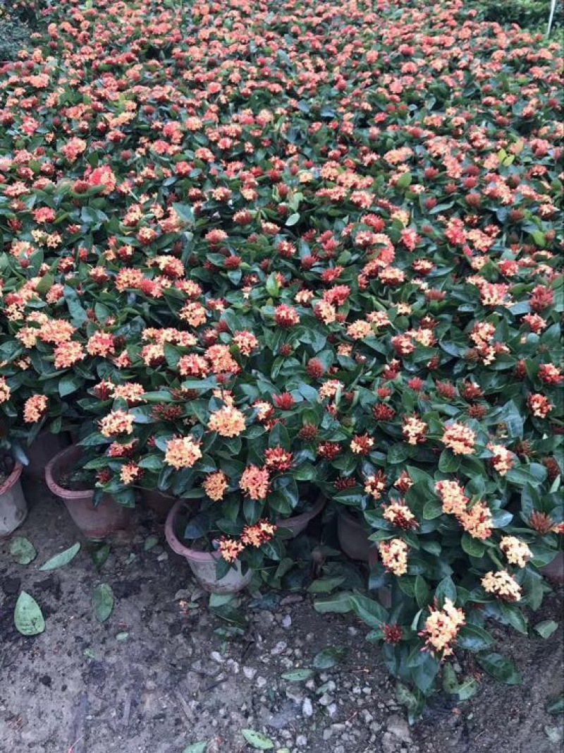 龙船花灌木袋苗15-30CM绿化带