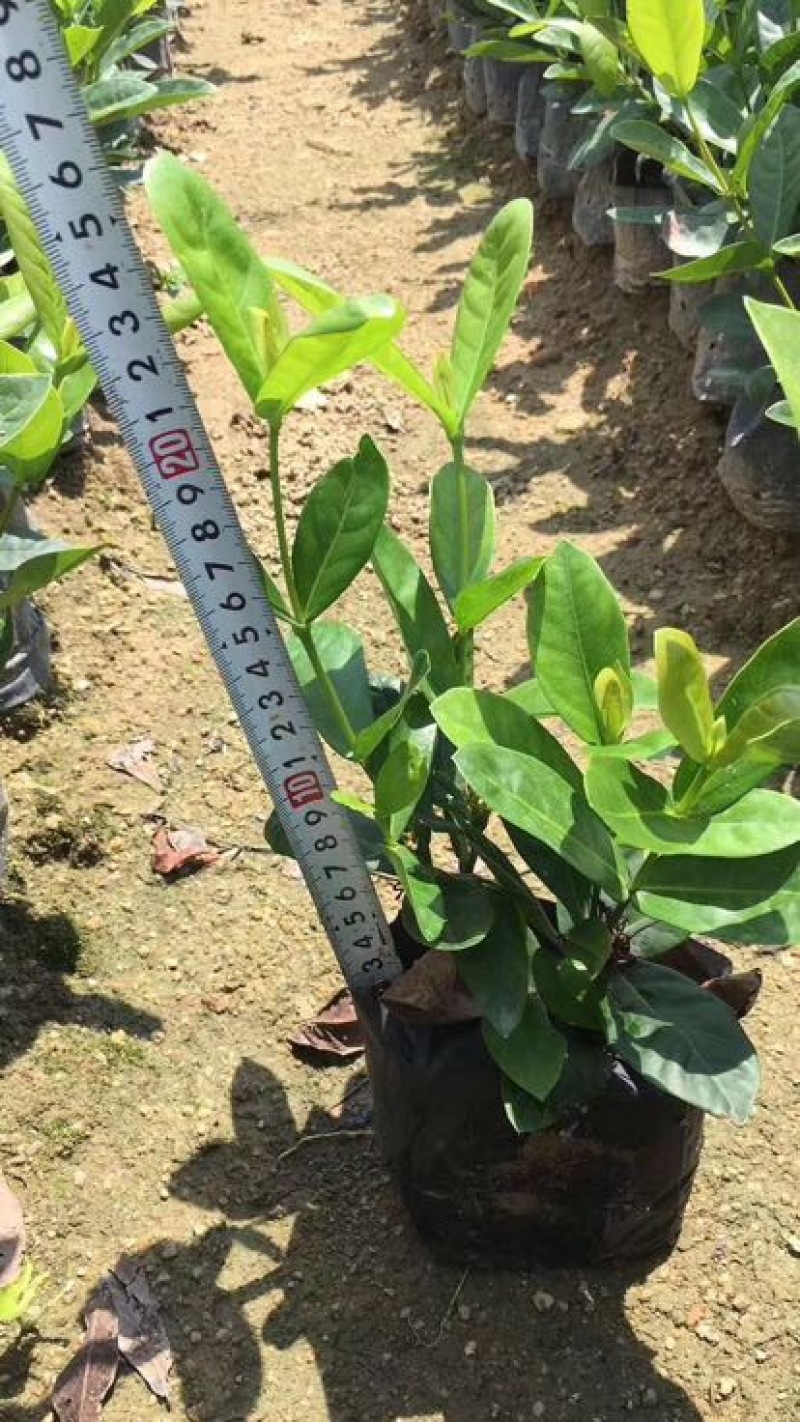 龙船花灌木袋苗15-30CM绿化带