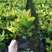 龙船花灌木袋苗15-30CM绿化带