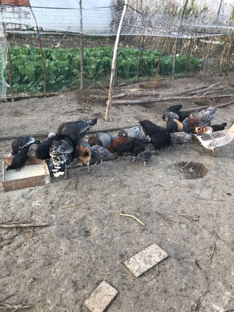 苏北土鸡6月以下