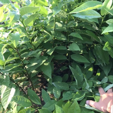 释迦苗30~50cm杯苗番荔枝实生苗