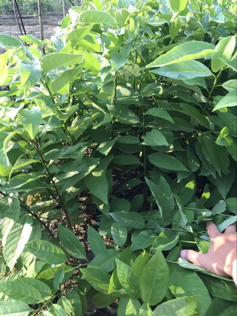 释迦苗30~50cm杯苗番荔枝实生苗