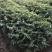 释迦苗30~50cm杯苗番荔枝实生苗