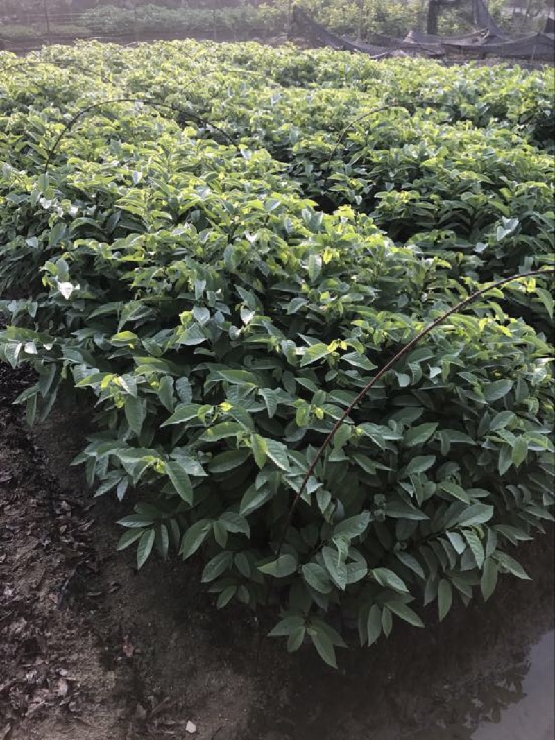 释迦苗30~50cm杯苗番荔枝实生苗