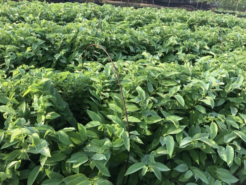 释迦苗30~50cm杯苗番荔枝实生苗