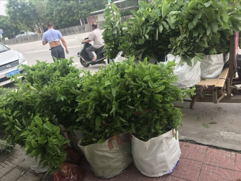 释迦苗30~50cm杯苗番荔枝实生苗