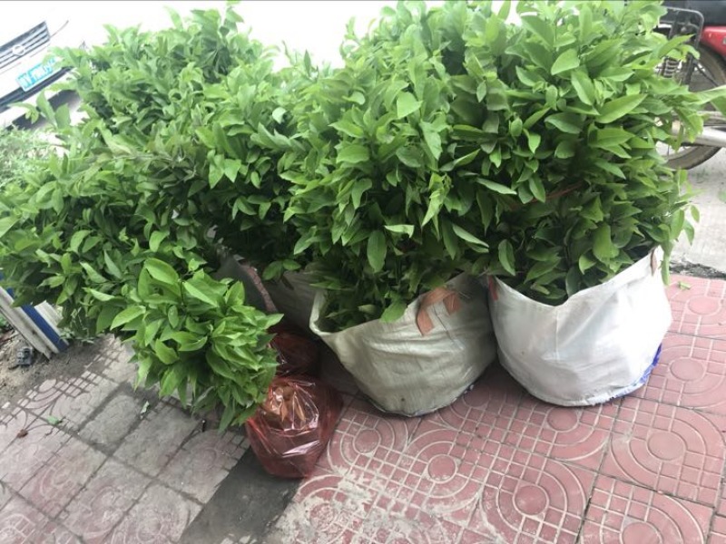 释迦苗30~50cm杯苗番荔枝实生苗