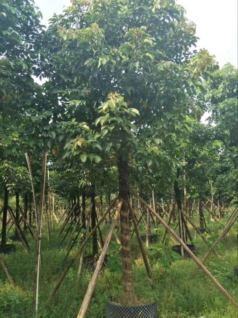 乔木秋枫袋苗5-30cm绿化树风景树重阳木