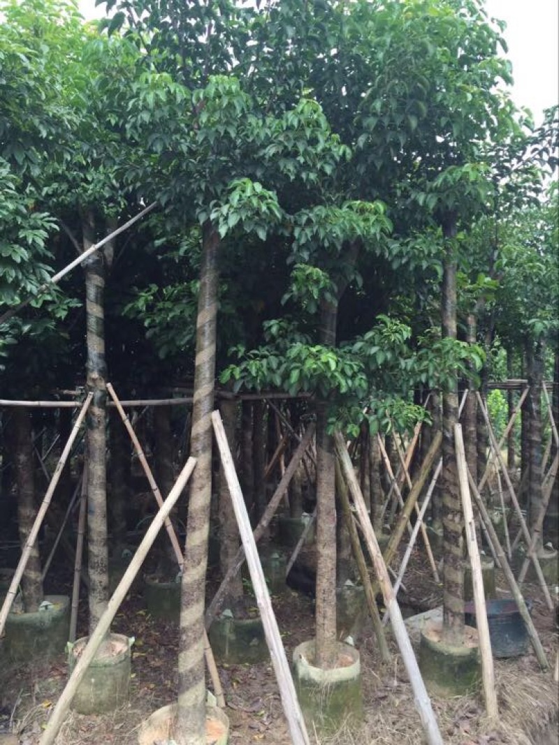 乔木秋枫袋苗5-30cm绿化树风景树重阳木