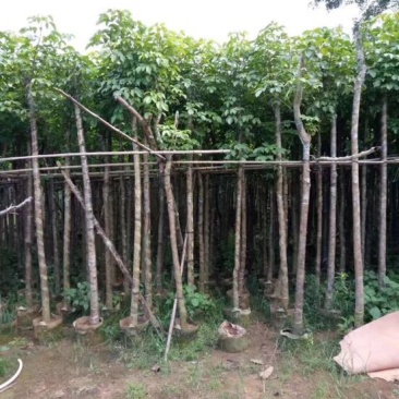 乔木秋枫袋苗5-30cm绿化树风景树重阳木
