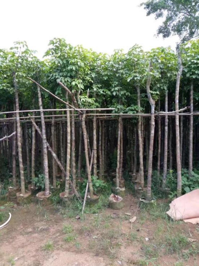 乔木秋枫袋苗5-30cm绿化树风景树重阳木