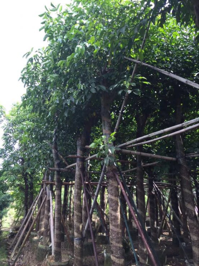 乔木秋枫袋苗5-30cm绿化树风景树重阳木