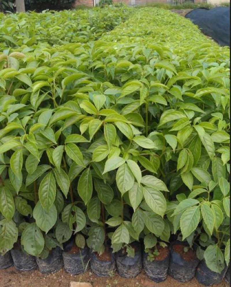 乔木秋枫袋苗5-30cm绿化树风景树重阳木