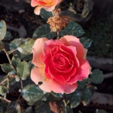 大花月季30~40cm