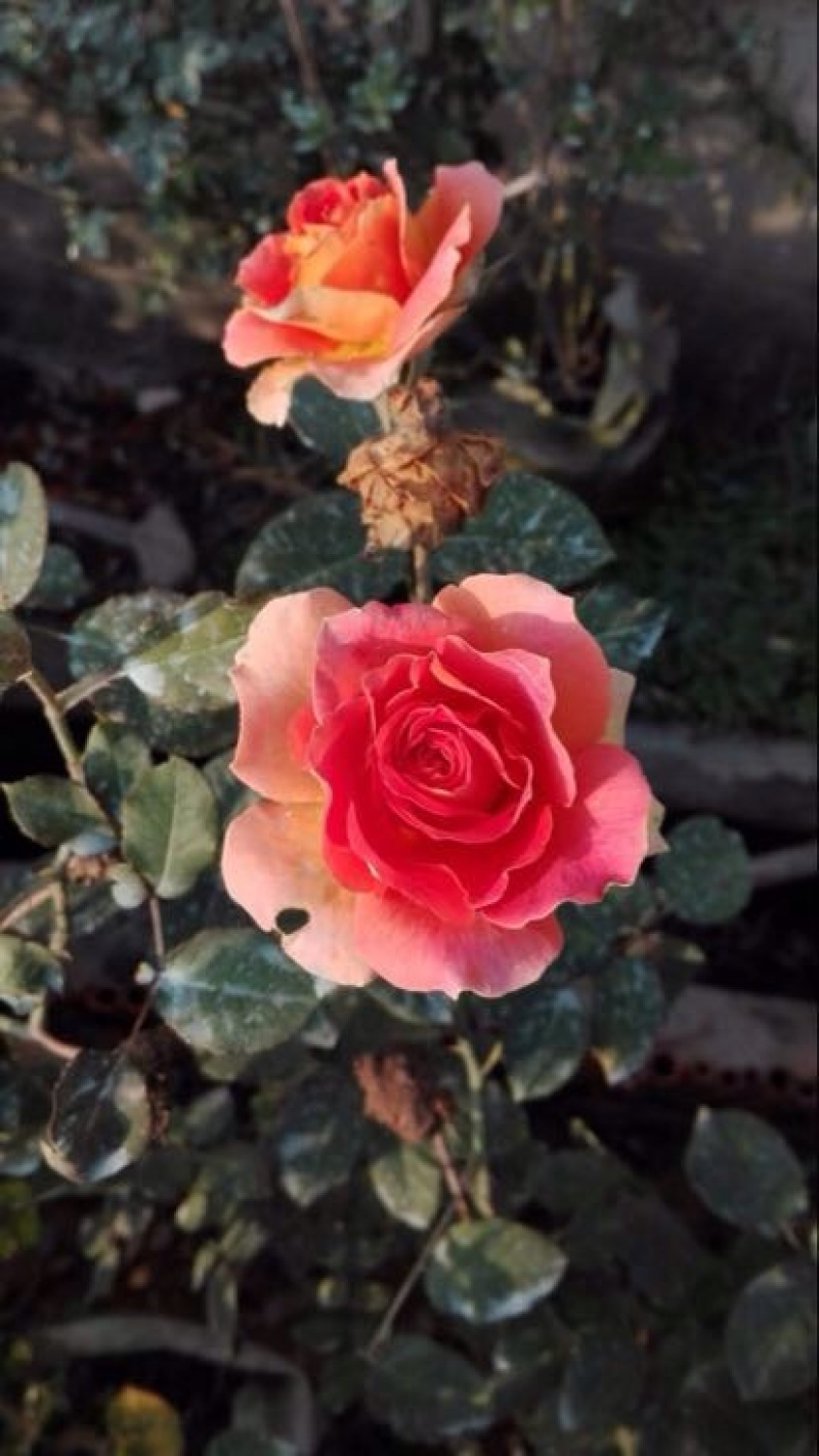 大花月季30~40cm
