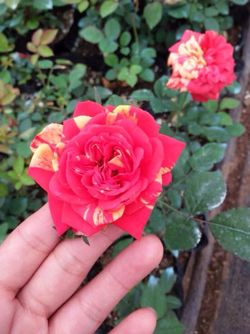 大花月季30~40cm