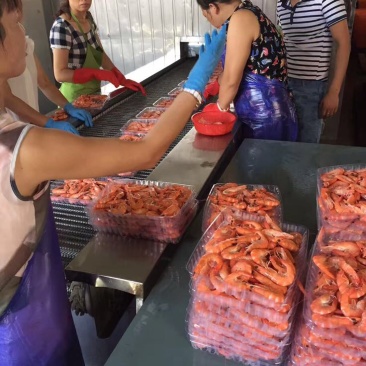 南美白对虾食用冻虾