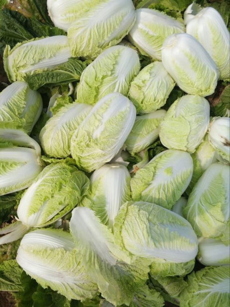 秋宝白菜7斤以上毛菜