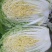秋宝白菜7斤以上毛菜