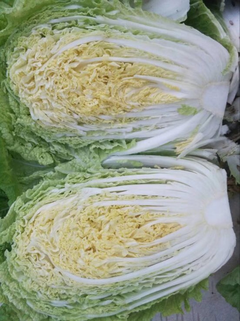 秋宝白菜7斤以上毛菜