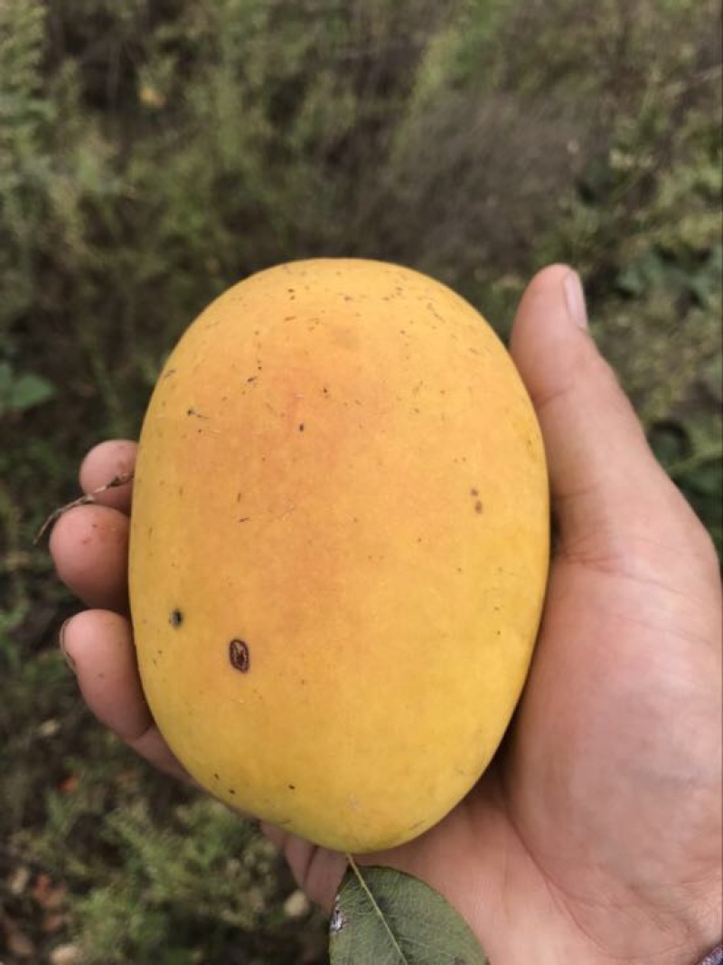 药用木瓜