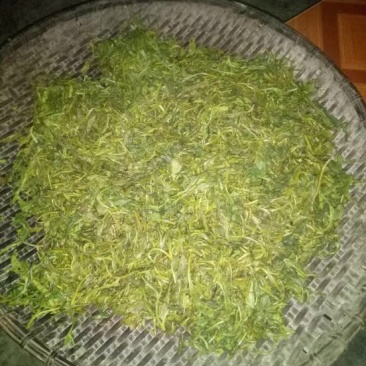 苦丁茶
