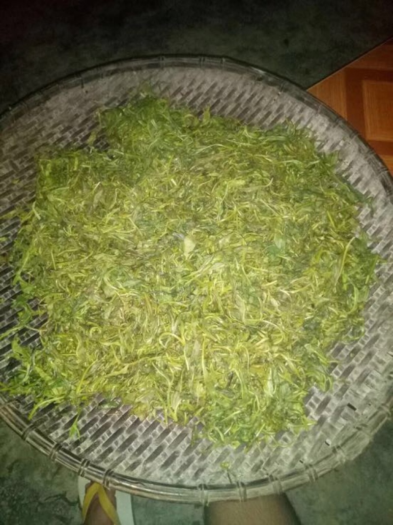 苦丁茶
